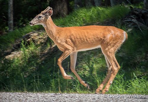 Deer On The Run_DSCF03927.jpg - Young White-tailed Deer Buck (Odocoileus virginianus) photographed near Murphys Point, Ontario, Canada.